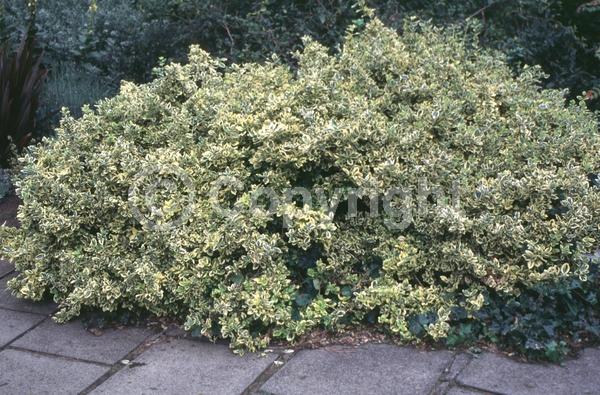 White blooms; Green blooms; Semi-evergreen