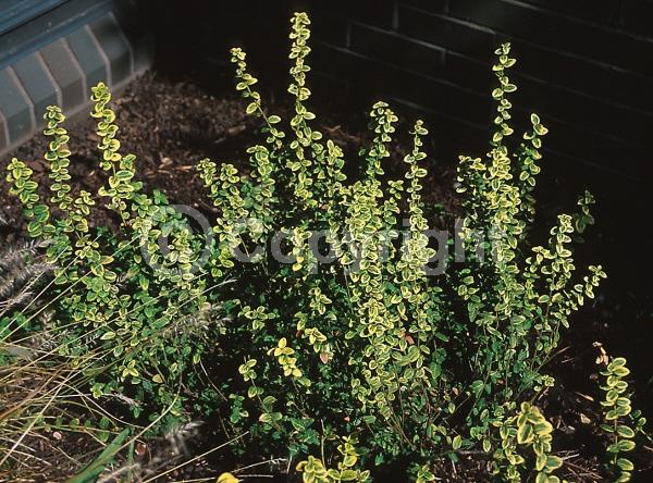 White blooms; Green blooms; Semi-evergreen