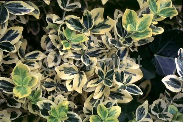 White blooms; Green blooms; Semi-evergreen