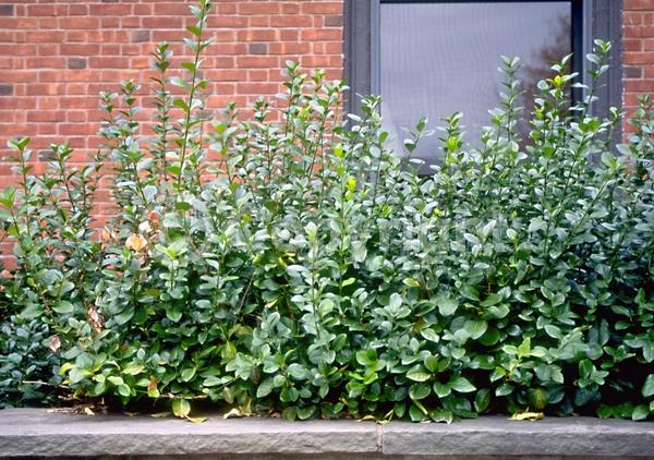 White blooms; Green blooms; Evergreen; Broadleaf