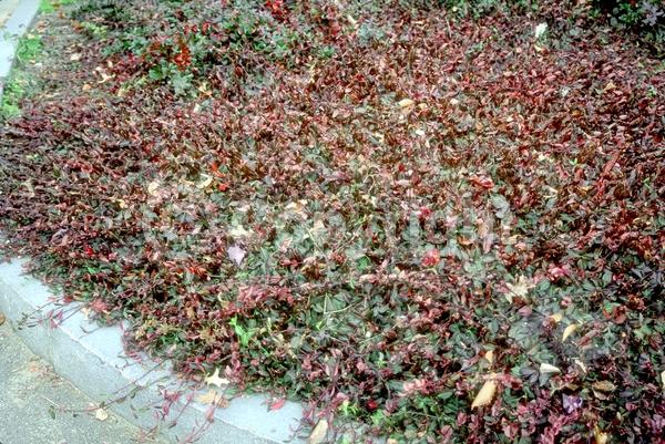 White blooms; Green blooms; Evergreen; Broadleaf