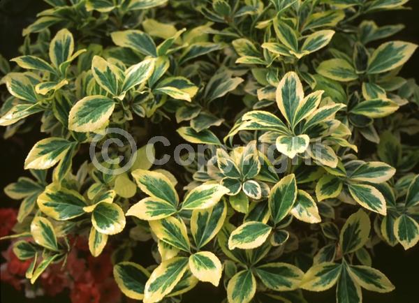 White blooms; Green blooms; Evergreen; Semi-evergreen