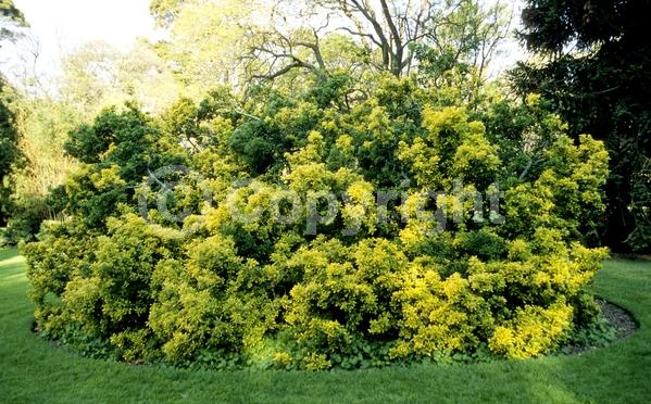 White blooms; Green blooms; Evergreen; Semi-evergreen