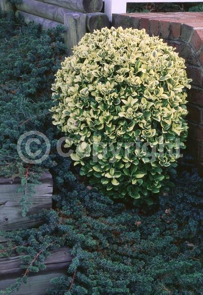 White blooms; Green blooms; Evergreen; Semi-evergreen