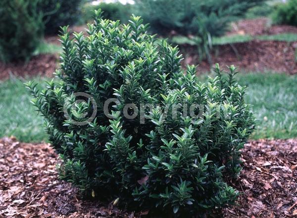 White blooms; Green blooms; Evergreen; Semi-evergreen