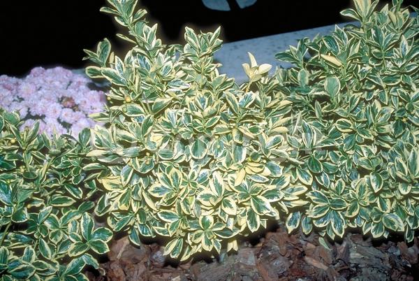 Green blooms; Evergreen; Semi-evergreen