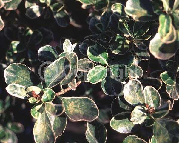 White blooms; Green blooms; Evergreen; Semi-evergreen