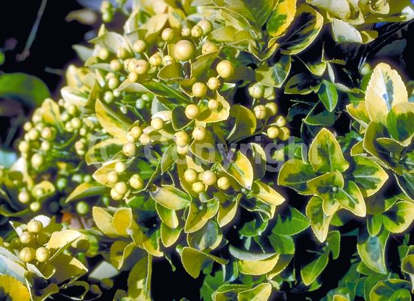 White blooms; Green blooms; Evergreen; Semi-evergreen