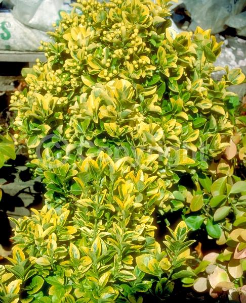 White blooms; Green blooms; Evergreen; Semi-evergreen