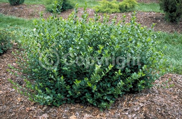 White blooms; Green blooms; Evergreen; Semi-evergreen