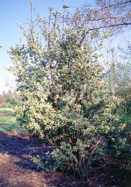 White blooms; Green blooms; Evergreen; Semi-evergreen