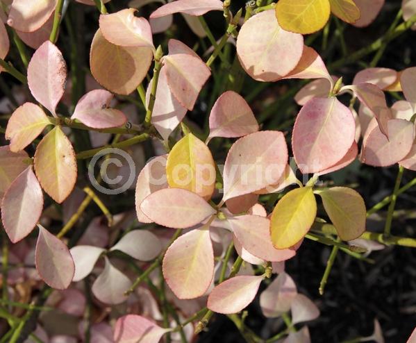 White blooms; Green blooms; Evergreen; Semi-evergreen