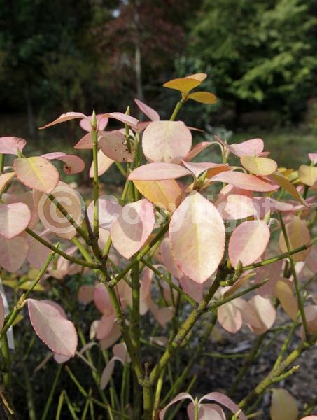 White blooms; Green blooms; Evergreen; Semi-evergreen