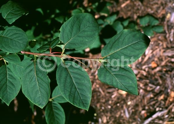White blooms; Green blooms; Deciduous