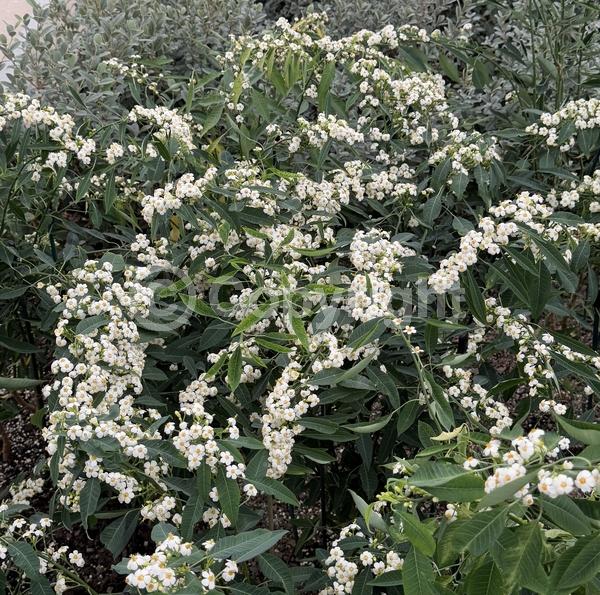 White blooms; Deciduous; North American Native