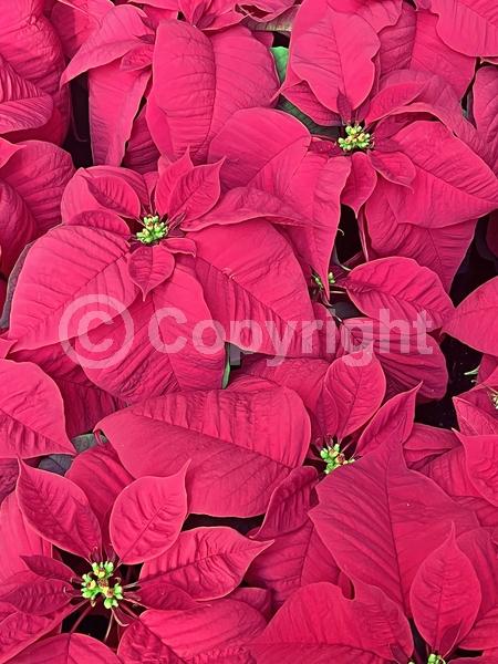Red blooms; White blooms; Pink blooms; Evergreen; North American Native