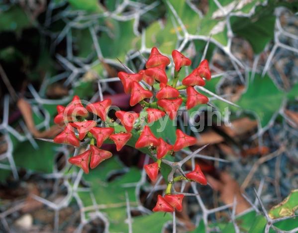 Yellow blooms; Evergreen