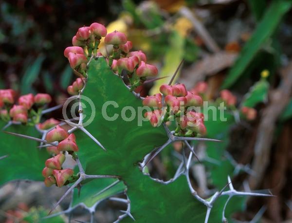 Yellow blooms; Evergreen