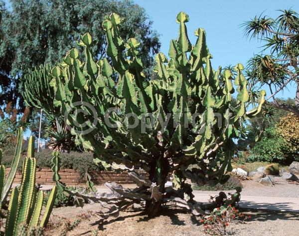Lavender blooms; Deciduous