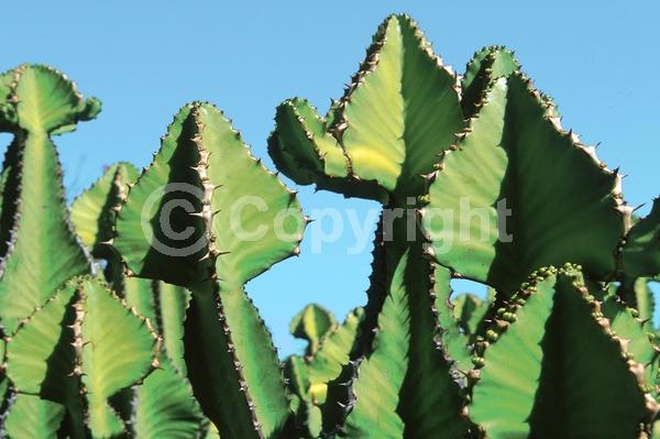 Lavender blooms; Deciduous