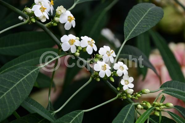 White blooms; North American Native