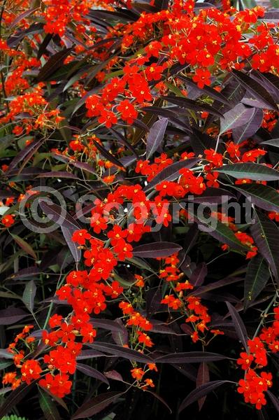 Red blooms; Semi-evergreen; North American Native