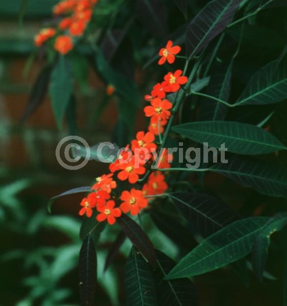 Red blooms; Semi-evergreen; North American Native