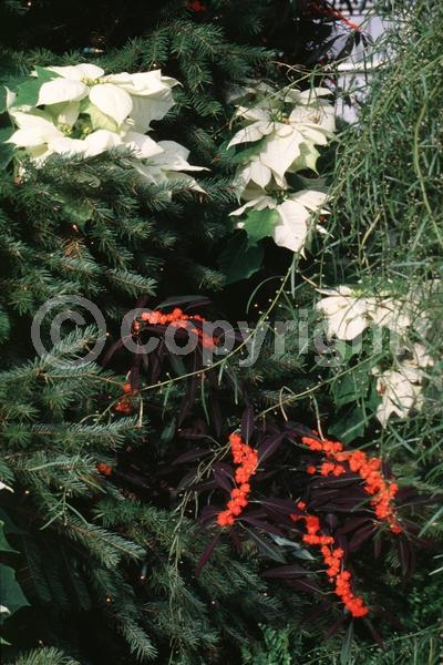 Red blooms; Semi-evergreen; North American Native