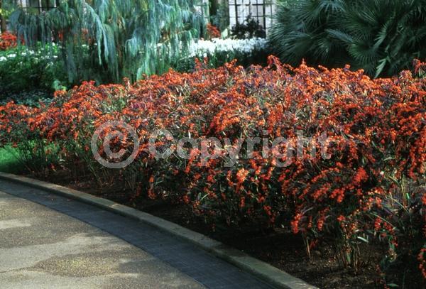 Red blooms; Semi-evergreen; North American Native