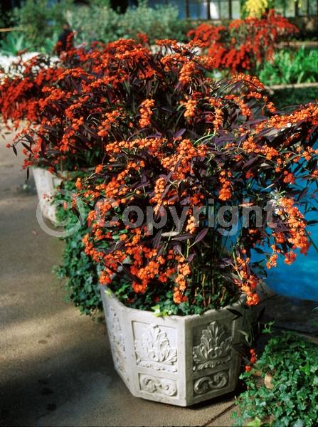 Red blooms; Semi-evergreen; North American Native