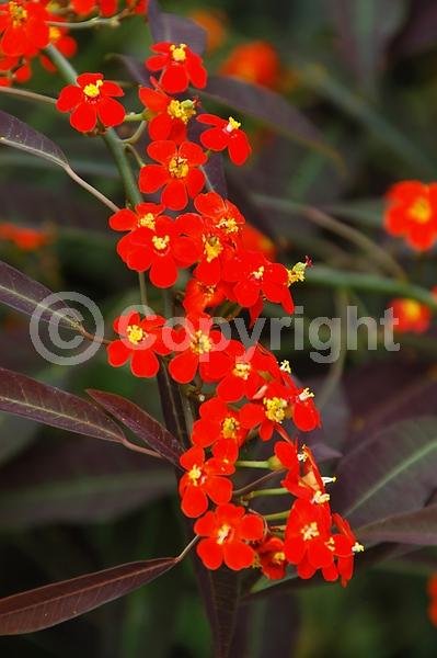 Red blooms; Semi-evergreen; North American Native