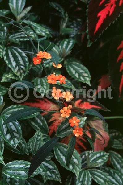 Red blooms; North American Native