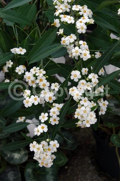White blooms; North American Native