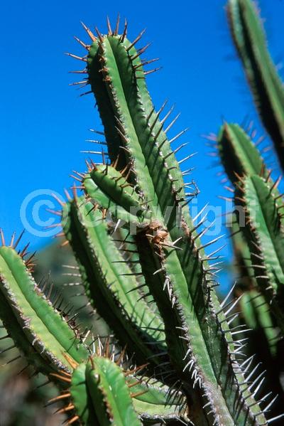 Lavender blooms; Deciduous