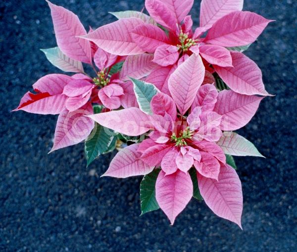 Pink blooms; North American Native