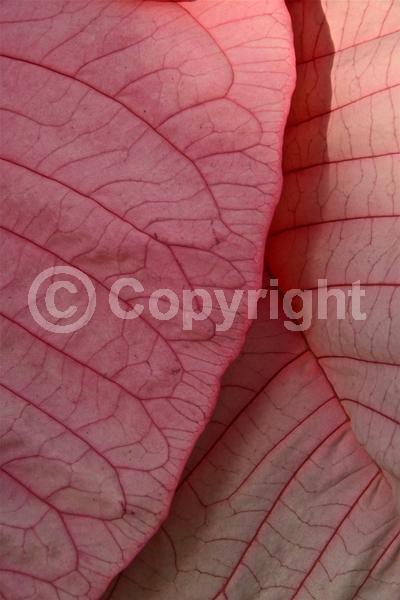 Red blooms; White blooms; Pink blooms; Evergreen; North American Native