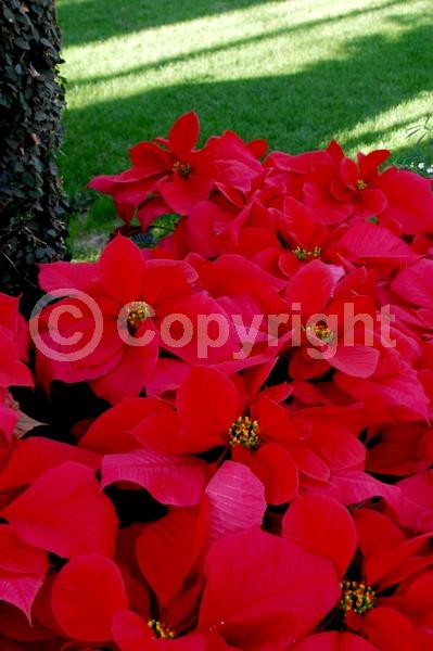 Red blooms; White blooms; Pink blooms; Evergreen; North American Native
