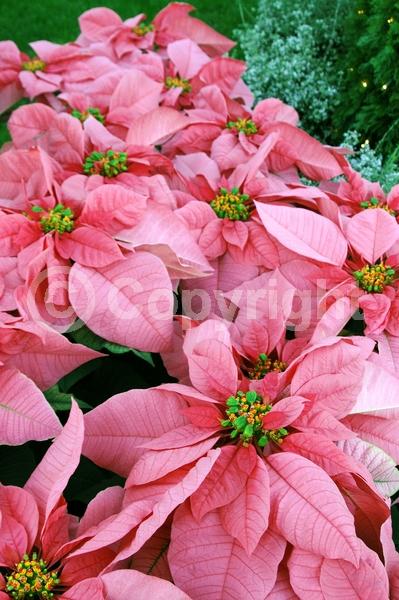 Red blooms; White blooms; Pink blooms; Evergreen; North American Native
