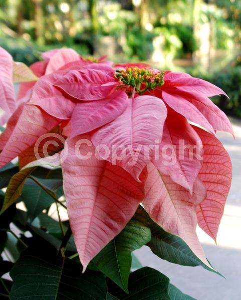 Red blooms; White blooms; Pink blooms; Evergreen; North American Native