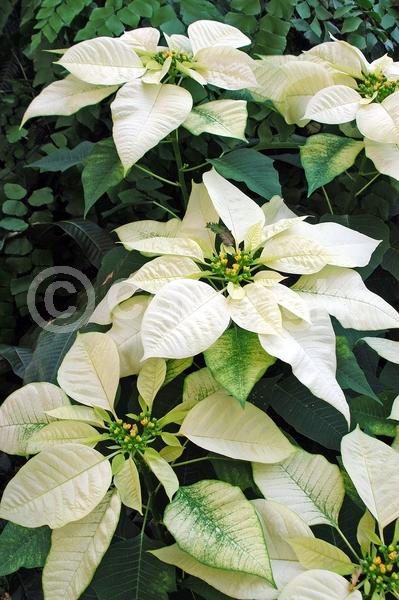 Red blooms; White blooms; Pink blooms; Evergreen; North American Native