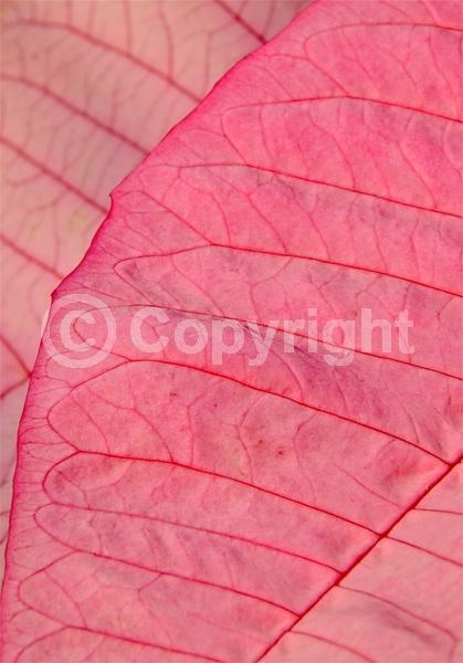 Red blooms; White blooms; Pink blooms; Evergreen; North American Native