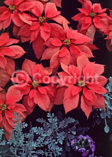 Pink blooms; North American Native