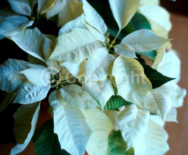 White blooms; North American Native