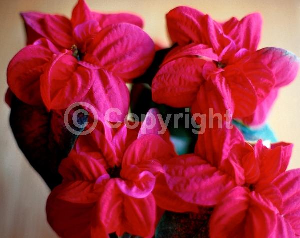 Red blooms; North American Native