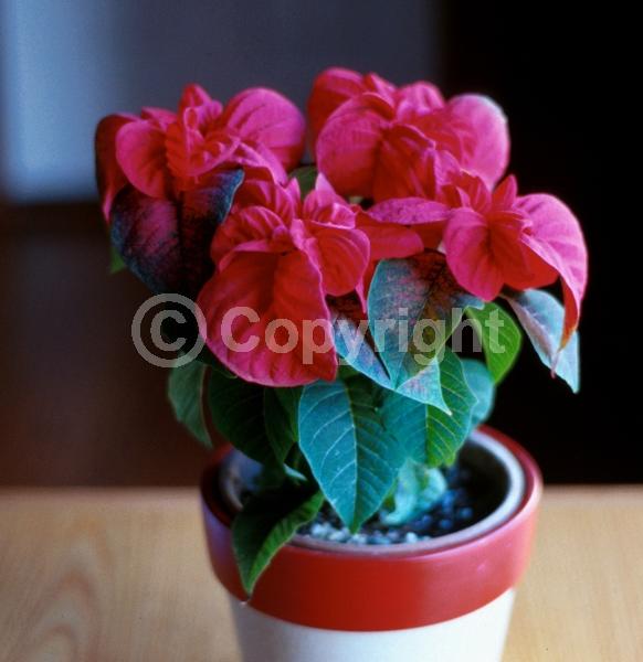 Red blooms; North American Native