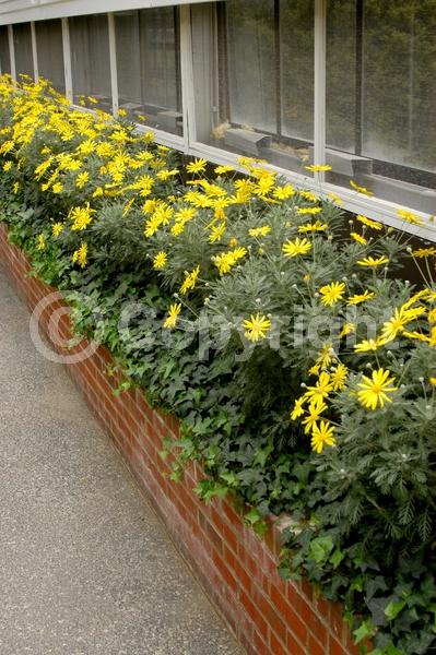 Yellow blooms; Evergreen; Broadleaf