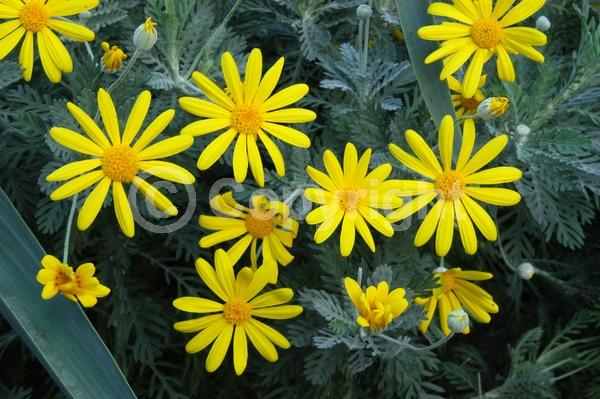 Yellow blooms; Evergreen; Broadleaf