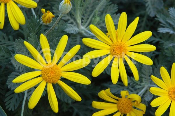 Yellow blooms; Evergreen; Broadleaf