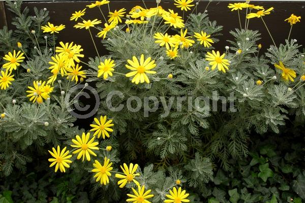 Yellow blooms; Evergreen; Broadleaf