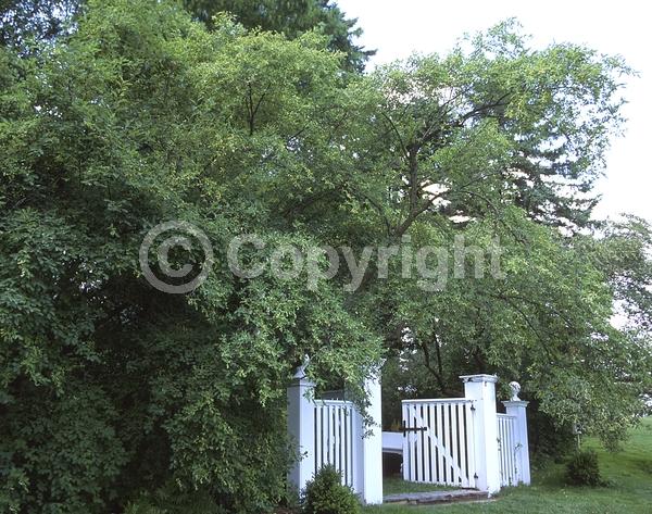 White blooms; Deciduous
